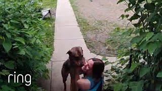 Anxious Dog Unaccustomed to Being Alone is Finally Reunited With His Owner | RingTV