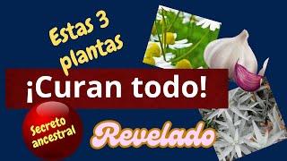 ¡CÚRATE CON ESTAS 3 PLANTAS, NO FALLAN!