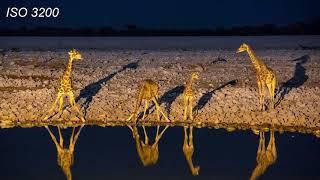 How I Took This Photo: Waterhole At Night