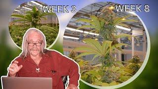 Week 3 & 8 of cannabis flowering stage - Evaluation & Advice part 2 | Episode 13