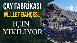 Rize Güneysu'da Çay fabrikasını Yıkıp Millet Bahçesi Yapılıyor!