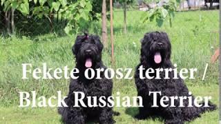 Orosz Fekete Terrier / Russian Black Terrier.  Előzetes / Trailer. DogCast TV