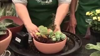 Succulents, Produced by Tagawa Gardens, a partner in PlantTalk Colorado.