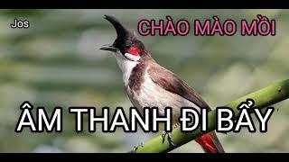 CHÀO MÀO MỒI HÓT GỌI ĐÀN /ÂM THANH ĐI BẨY