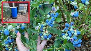 BLUEBERRY - what a harvest!!! And what helped us was DRIP IRRIGATION