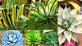 AGAVE VARIETIES - Plants Weekly