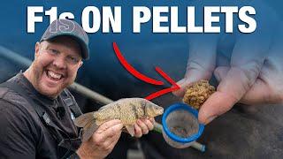 Catch F1's On Micro Pellets and Expanders | Andy May's Basic Guide