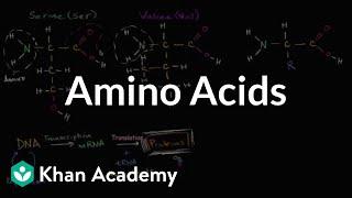 Introduction to amino acids | Macromolecules | Biology | Khan Academy