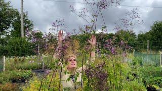 Tall Perennials to Give your Border some Height