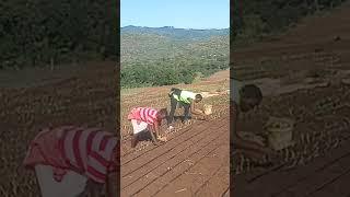How to transplant onion , what skills are needed ?