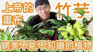 【竹芋】上帝的畫布！網美不能不知道的植物 (CC available)
