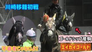 【ゴールドシップ産駒】誘導馬をぴったりマーク！雨の中、移籍初戦がんばりました！エイカイゴールド