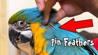 Blue and Gold Macaw Loves it When I Do This!