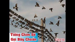 Tiếng chim sẻ gọi bầy chuẩn và cực nhạy, gọi là cả đàn bay đến - Vua Rừng Cát Bà