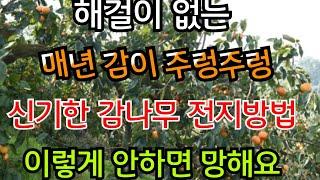 해걸이 없이 단감 대봉감이 매년 주렁주렁 열리는 감나무 전지(가지치기) 비법 공개! 이렇게 안하면 폭망 합니다(핵심비법 모두 공개) #감나무#감나무전지방법#감나무전정#친환경#힐링