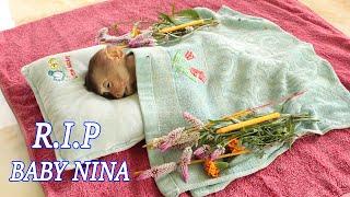 R.I.P !! Millions Sad!! Baby Monkey NINA Passed Away