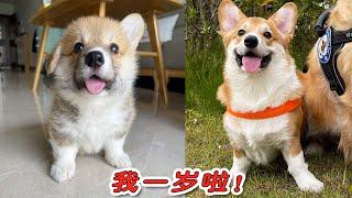 How hard is it to raise a little corgi to 1 year old