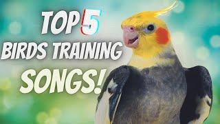 TOP 5 PARROT TRAINING SONGS | Whistle Training Teach Your Cockatiel to Sing