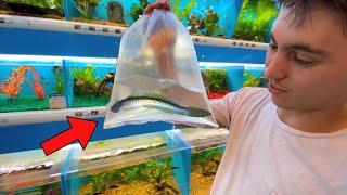 BUYING FISH For UGLY FISH TANK!