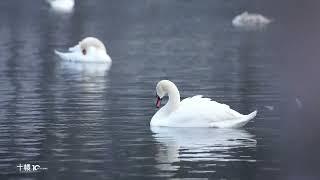 Swans fly from Kazakhstan to Ili Swan Spring in Xinjiang to spend the winter天鹅从哈萨克斯坦飞到新疆伊犁天鹅泉过冬