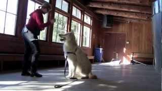 Wolfdog Training--Shiloh and Oka