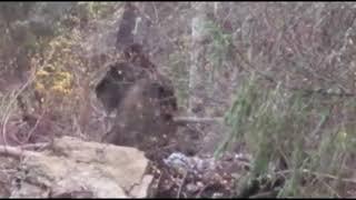 Huge 9ft tall bigfoot Vid #2 COMPARISON