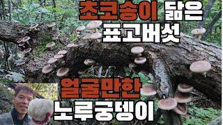 자연산 표고버섯 대박! , 싸이즈가 가장 좋은 시기에 채취합니다.