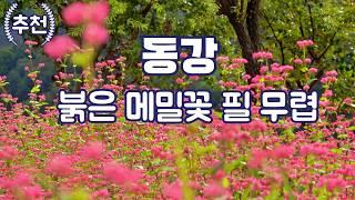 영월 붉은 메밀밭 축제 가을 아름다운 길 동강 강원도 영월 삼옥리 동굴바위 삼옥재 드라이브 드론 잠깐쉼 4K BGM