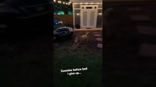 Goldendoodle zoomies #shorts