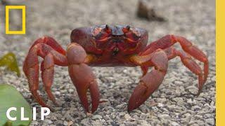 Perilous Red Crab Migration | Incredible Animal Journeys | National Geographic