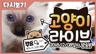 [ 뿌요 고양이 모바일 방송 풀버전 2018/12/08 ] - 【 J1NU 】