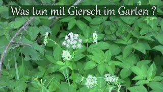 Was tun mit Giersch im Garten?