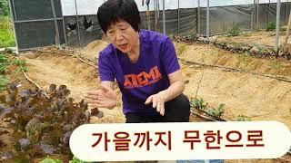 천원#으로 상추를 무한으로 키워먹자 #주말농장# 일꾼tv# 무한리필# 상추#눈건강#불면증#