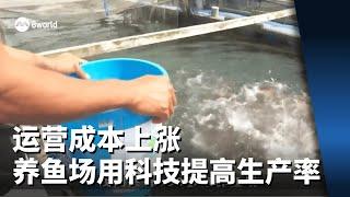 运营成本上涨 养鱼场用科技提高生产率