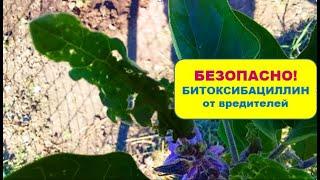 КАК обработать огород БИТОКСИБАЦИЛЛИНОМ (биопрепарат) от вредителей?