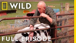 A Day at the County Fair with Dr. Pol (Full Episode) | The Incredible Dr. Pol