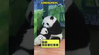 妹猪：我也要吃果果，萌萌：你牙都没长齐呢 #panda #pandafushun #funny #adorablepanda #cute #cutepanda #pandalife #animals