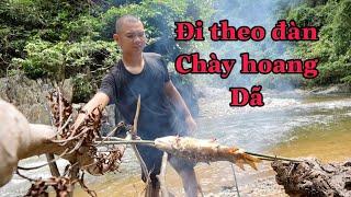 Băng Rừng Vượt Suối Đi Theo Đàn Cá Chày Hoang Dã