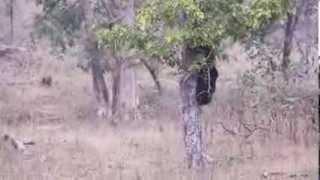 Sloth Bear Video On Top Of A Tree At Satpura National Park