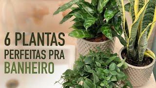 6 PLANTAS para colocar no BANHEIRO