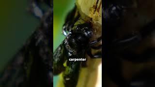 Carpenter bees are a huge problem for homeowners, especially around their porch area