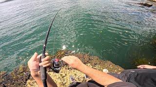 These fish fight so hard! Early summer pelagics on bait - Sydney Harbour Fishing