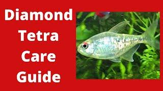 Diamond Tetra Care Guide