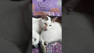 Cats with dog #cat #shortsvideo #kittty #subscribe #shorts