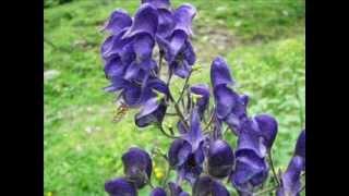 "Eisenhut (Aconitum napellus)"- Eine Fotoschau von Karin und Wolfgang Schmökel.