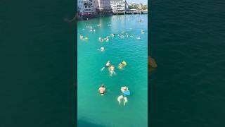 Zurich  Switzerland Limmat river Swim  #zurich #schwimmen