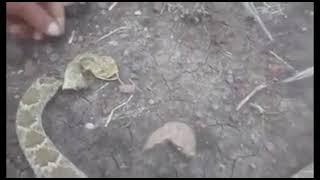 Guy touches a rattlesnake’s severed head and gets bitten