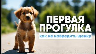 Первая прогулка Как подготовить ЩЕНКА к первому выходу на улицу? ВАЖНЫЕ ПУНКТЫ️