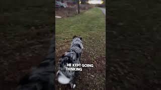 Dog recognizes her in public after not seeing her for 6 months ️