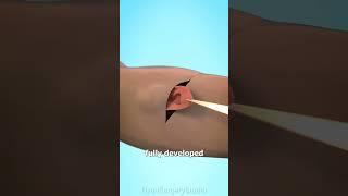 What happens if your ear is cut off?(3D Animation) #shorts #science #3danimation #hindi